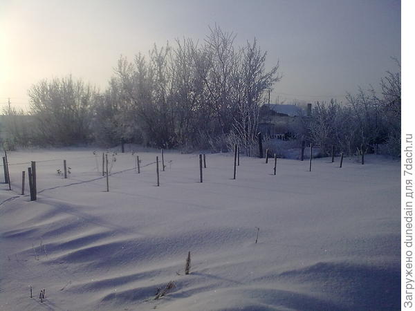 клёны и вишня - наша зелёная стена летом