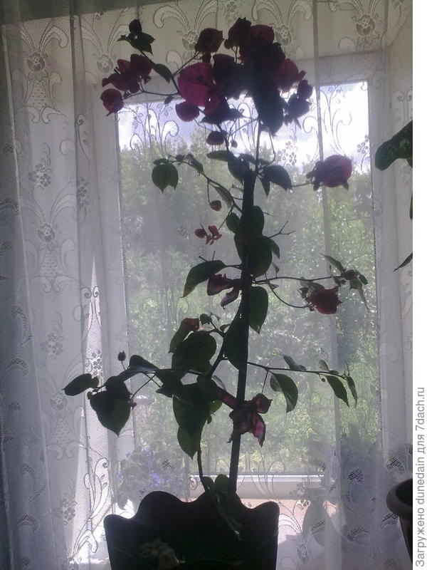 Моя бугенвиллея голая!