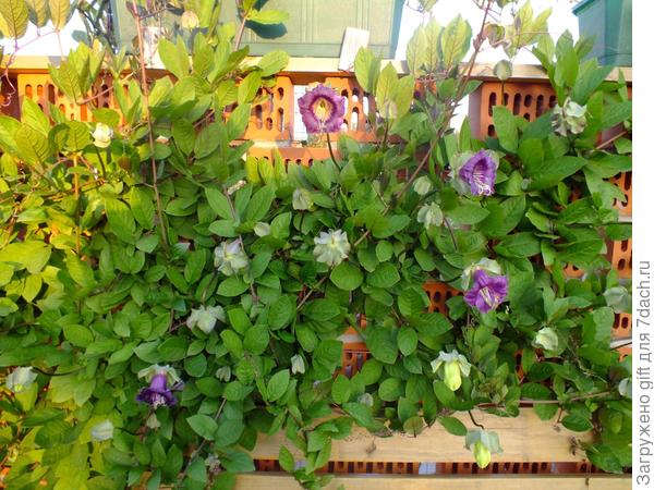 кобеяэтим летом