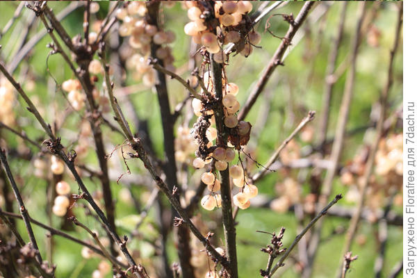 смородина белая сохнет