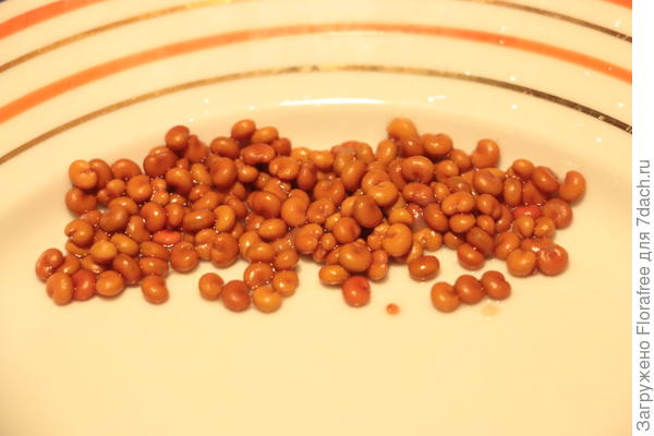 Лимонник семена