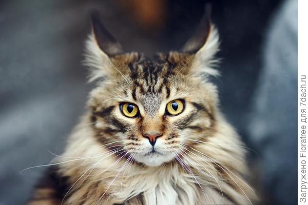 кошка против летучих мышей