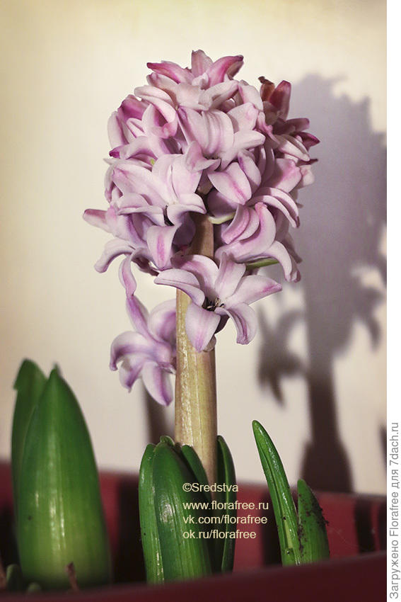гиацинт на подоконнике