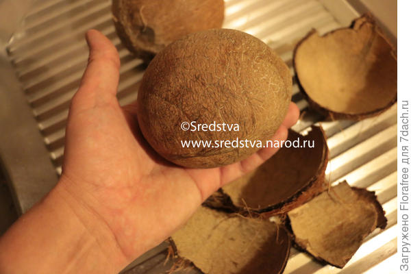 кокос почистил целиком