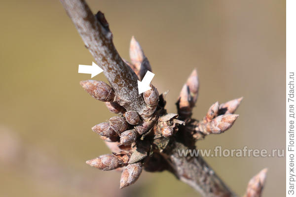 что за болезнь смородины?