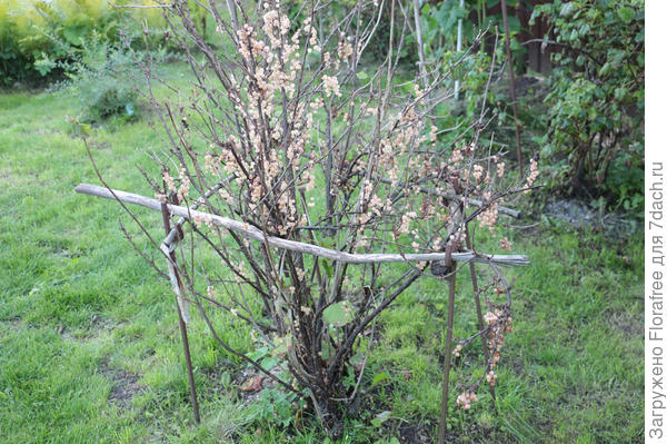 красная смородина болеет