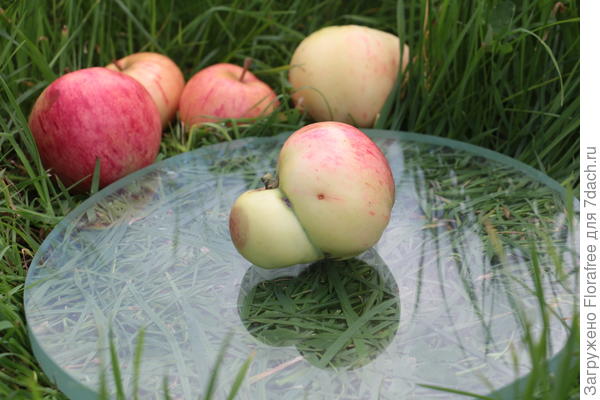 яблоко с двумя сердцевинами