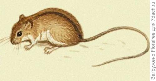 могу более утвердительно предположить что это может быть Мышовка лесная