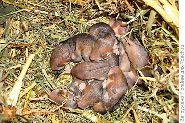 Карабыш хомяк какой-то ))) но может быть&hellip;