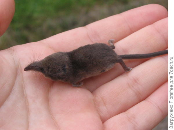 и Землеройка совсем другая