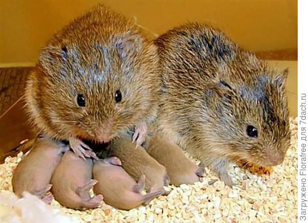 Я могу предположить, что это Лесная мышь