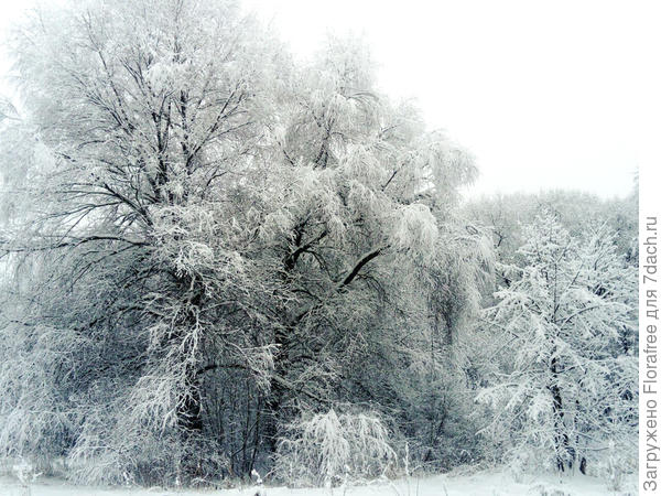 зимняя сказка