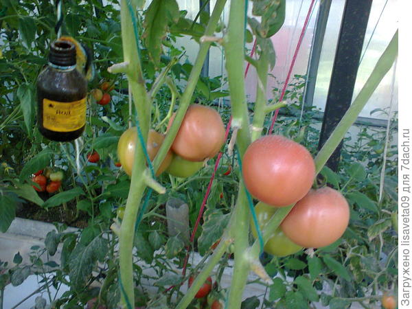 Фото с прошлогодних посадок томатов в теплице-развешиваю бутылочки с йодом с открытой крышечкой.