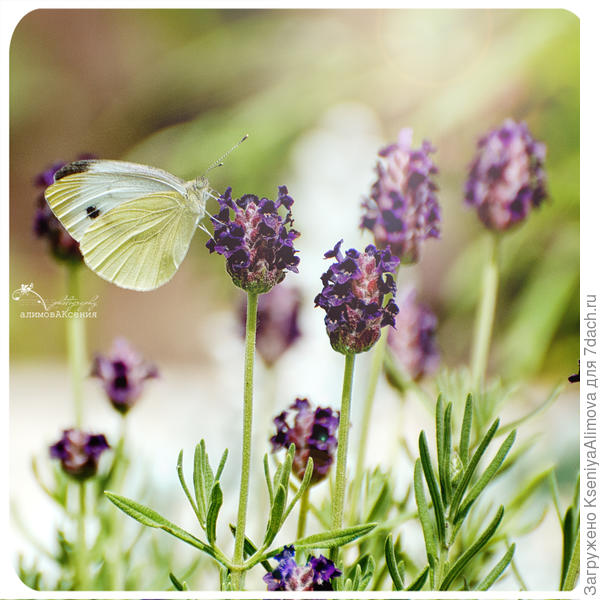 Лаванда французкая