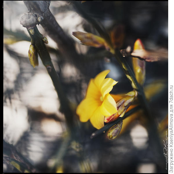 Жасмин голоцветковый