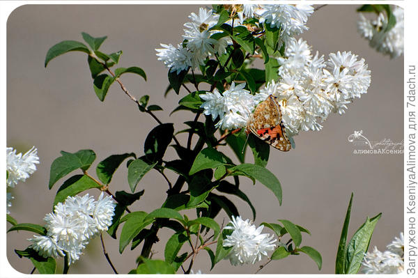 Дейция шершавая