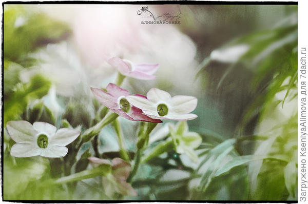 Табак душистый