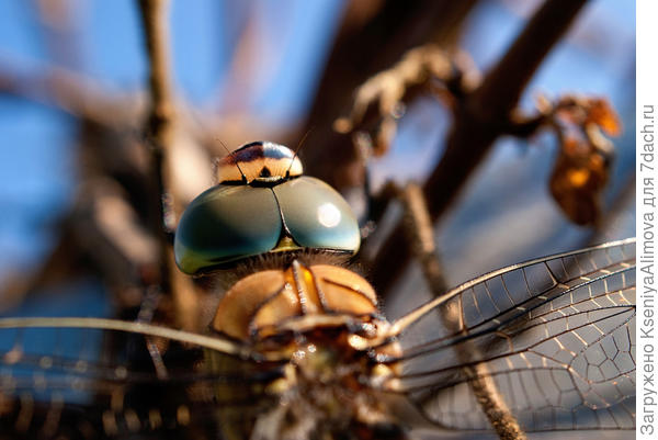Стрекоза.