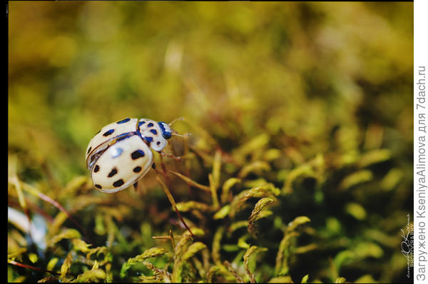 Божья коровка.