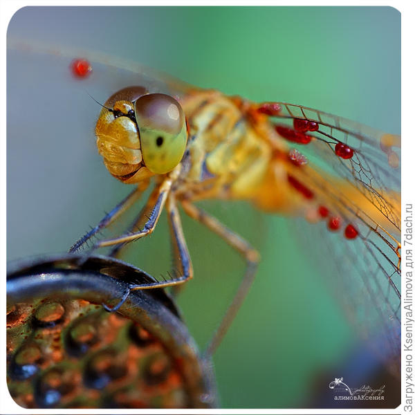 Стрекоза