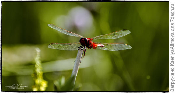 стрекоза