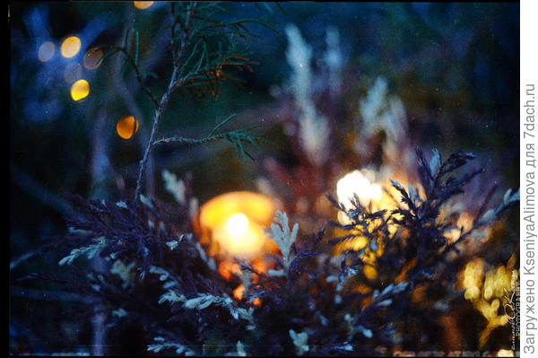 Можжевельник