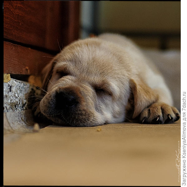 щеночек