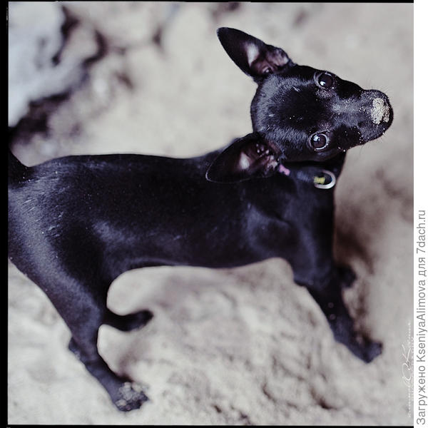 Зося тойчик