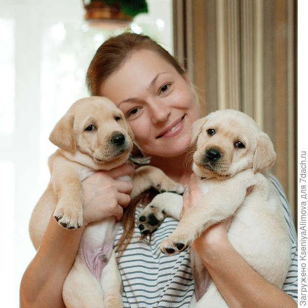 Лабрадорчики.