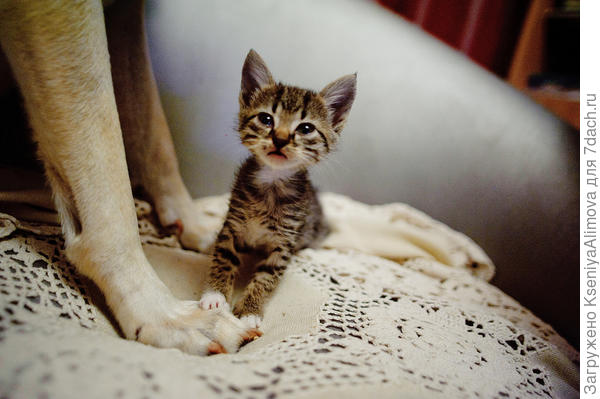 Нора и котик