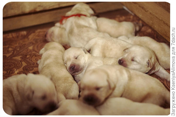 щенки