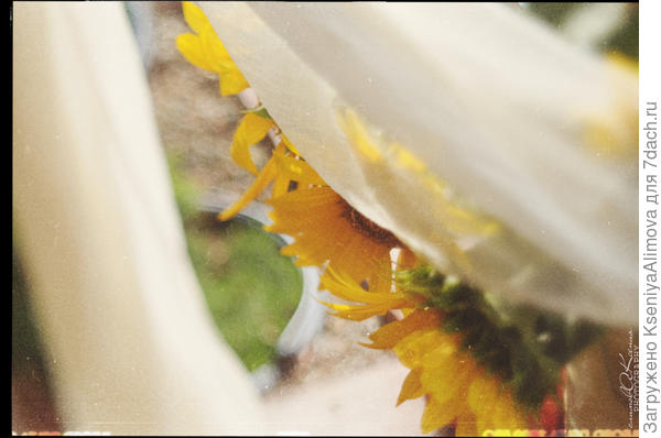 Подсолнухи