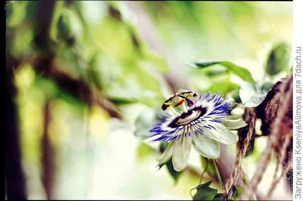 Пассифлора