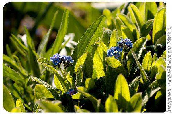 Незабудки.
