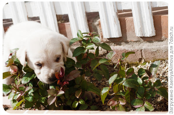 Щенки