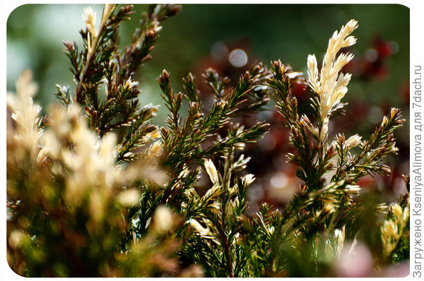 можжевельник