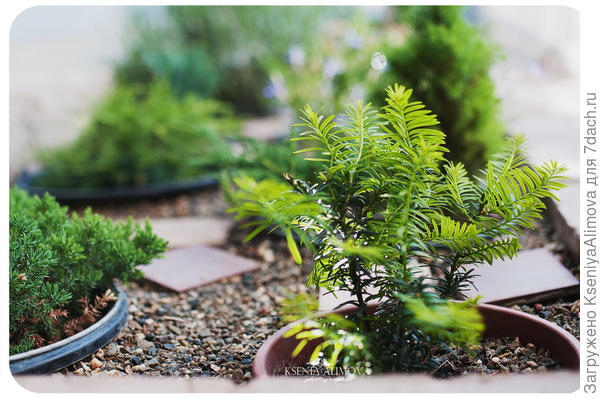 Кипарисовик