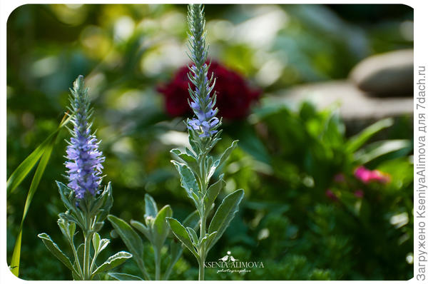 вероника колосковая