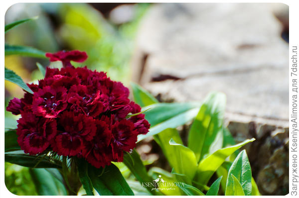 турецкая гвоздика