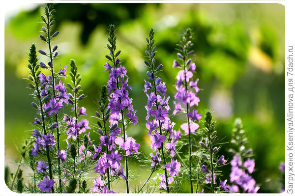 дельфиниум