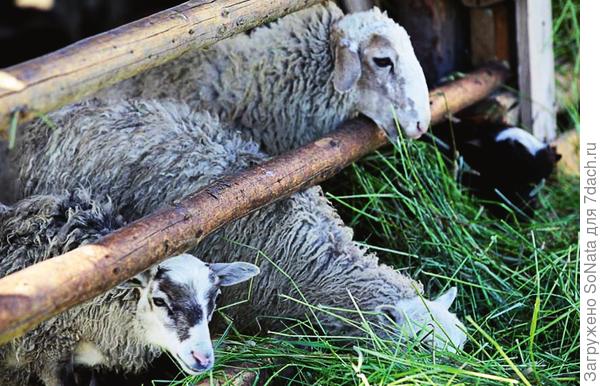 овцы