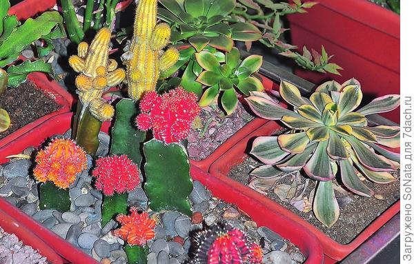 Растения пустынь могут отличаться удивительным разнообразием