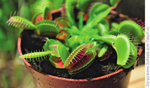 венерина мухоловка