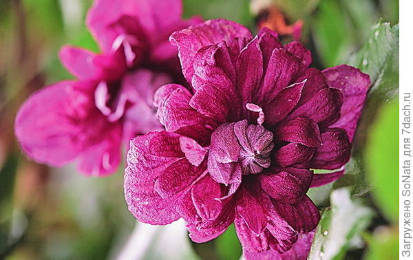 Клематис фиолетовый (C. viticella) Purpurea Plena Elegans