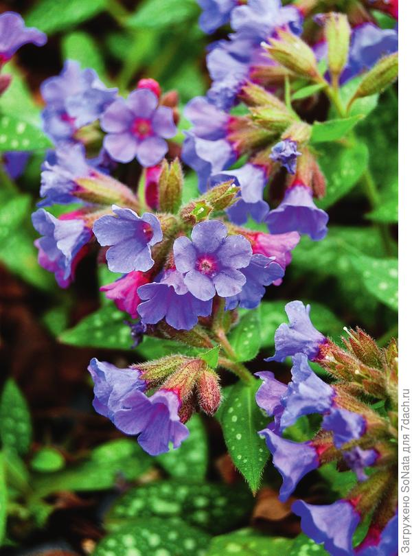 Pulmonaria ‘Trevi Fountain’