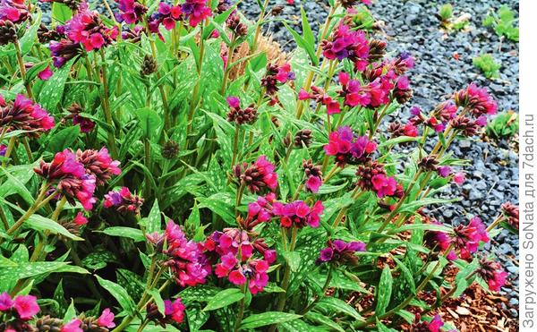 Pulmonaria 'Raspberry Splash'