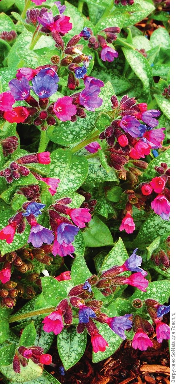 Pulmonaria ‘Dark Vader’