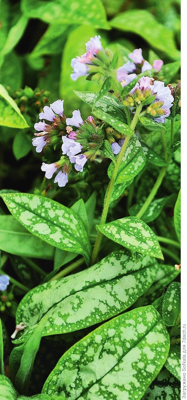 Pulmonaria 'Opal'