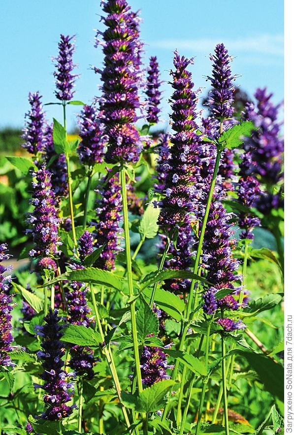 Многоколосник морщинистый (Agastache rugosa)