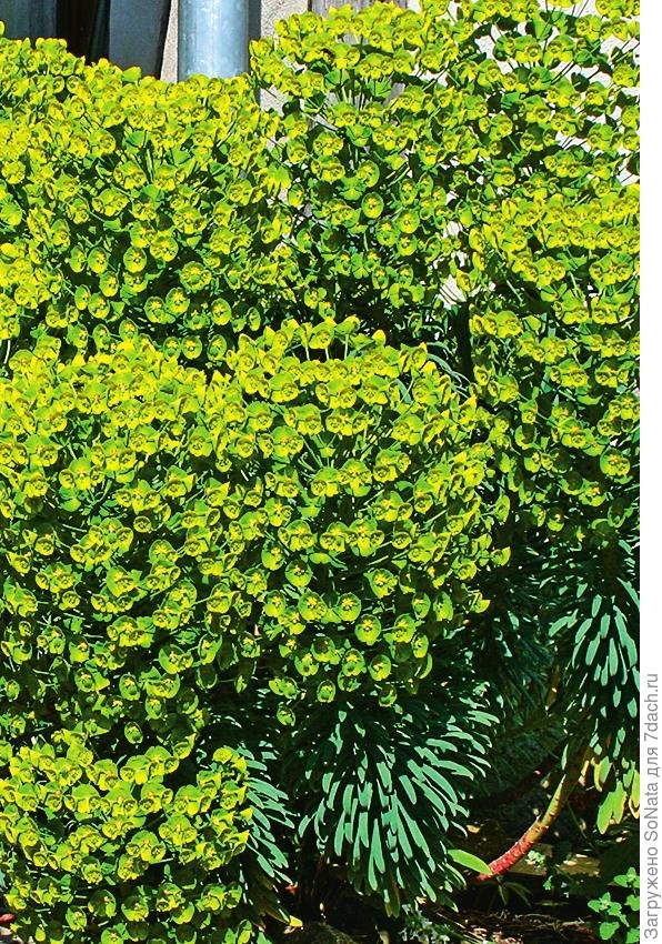 Молочай харациас (Euphorbia characias)